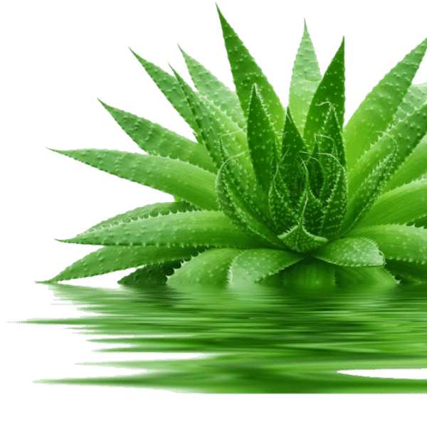 Aloe vera Natural Horse care solution Natural Horse Care Solution