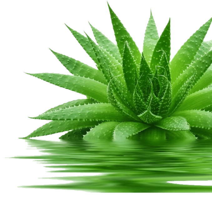 ALOE VERA ile ilgili grsel sonucu