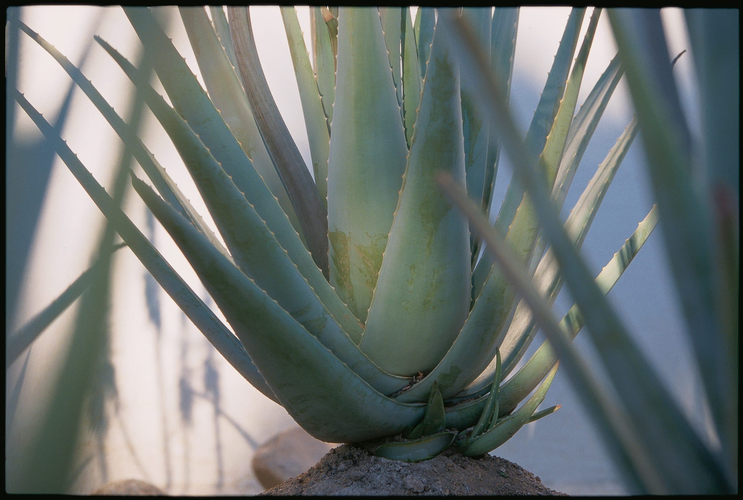 Aloe Vera