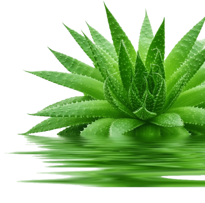 Aloe vera Natural Horse care solution
