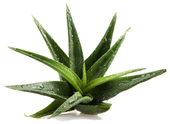 aloe_vera aloe_vera