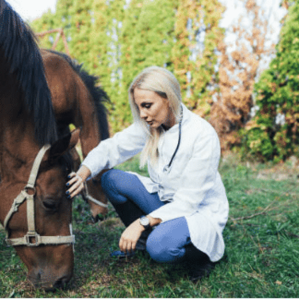 Une vétérinaire analyse l'ulcère d'un cheval