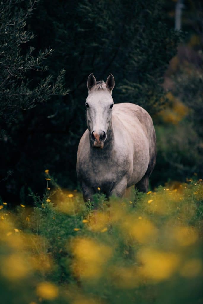 Le cheval est en bonne santé et heureux dans le pré