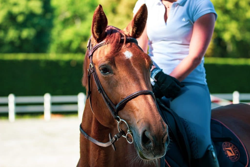 Un cheval atteint d'arthrose soigné à la Forever Freedom